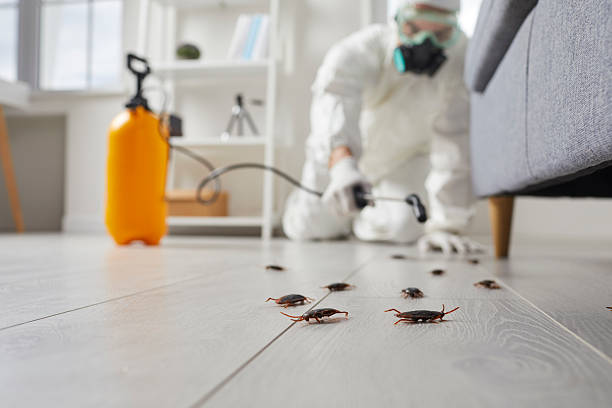 Post-Treatment Bed Bug Interceptor Monitoring in Highland Village
